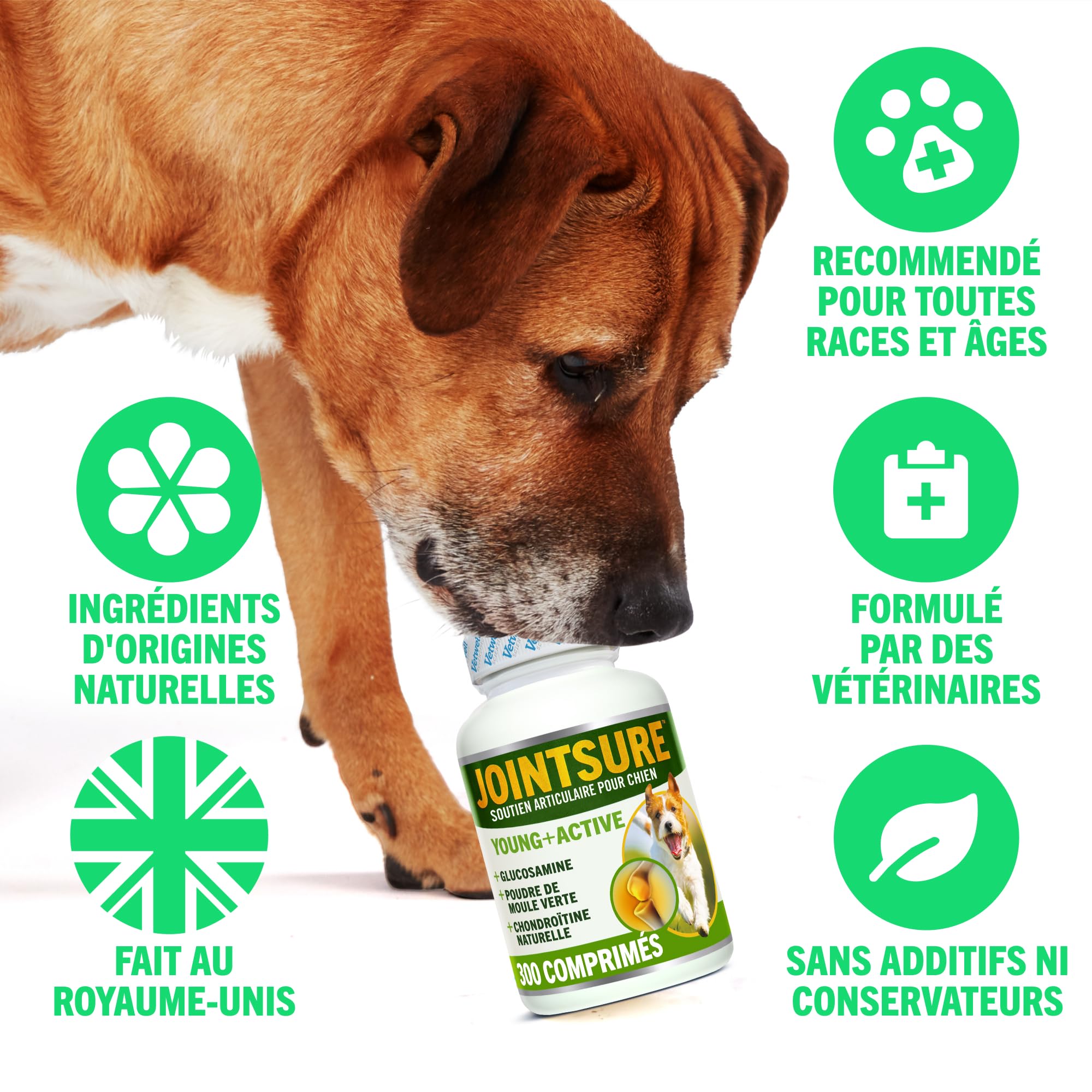 JOINTSURE Jeune & Actif Suppléments pour Les Articulations des Chiens et Chiots Aide à la Rigidité des Articulations 300 Comprimés - Hautes Teneurs en Glucosamine & Moule à Lèvres Vertes