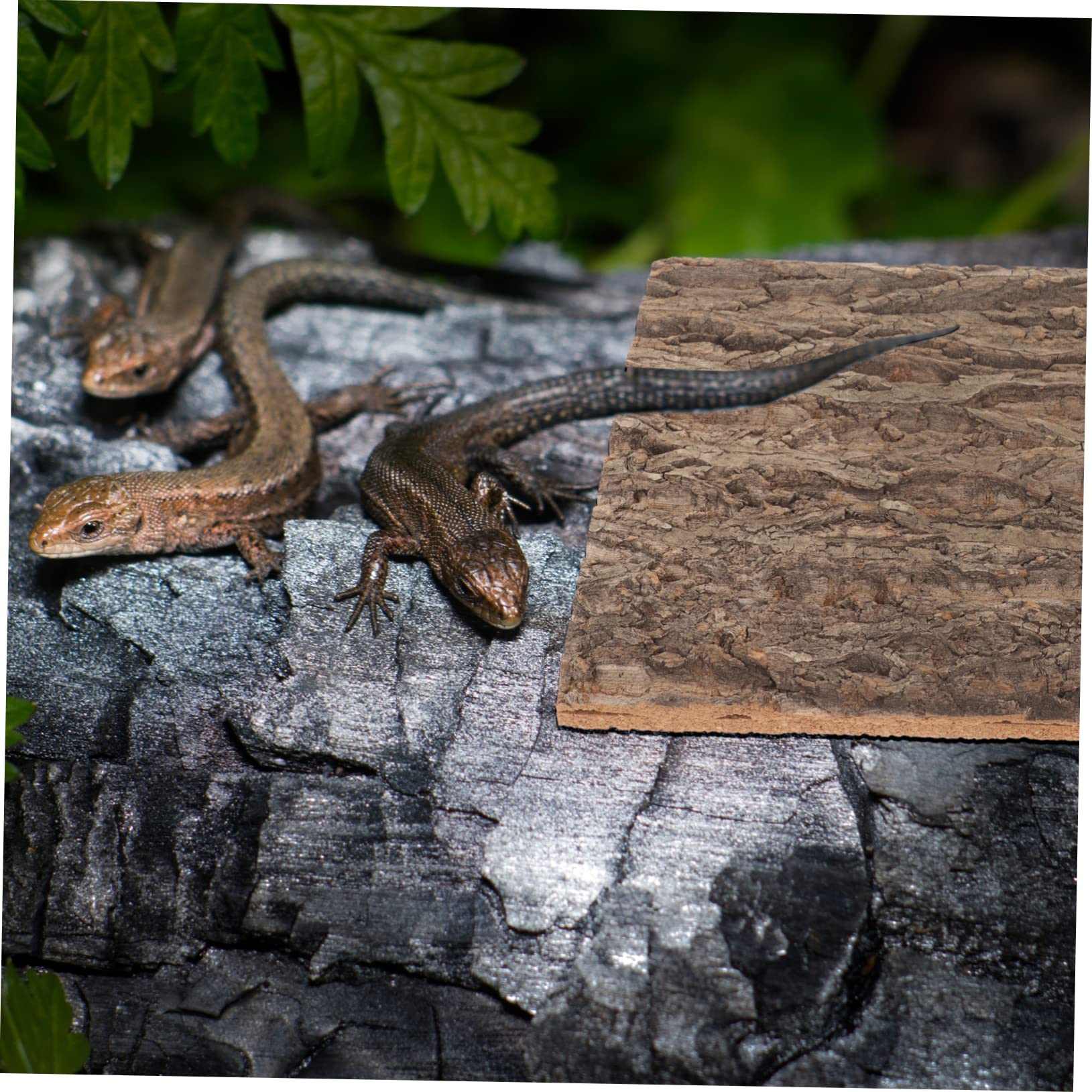 Natürliche Korkrinden Hintergrundplatte für Terrarien Reptilien Langlebig Wiederverwendbar Vielseitig Zuschneidbar für Lebendige Aquariengestaltung