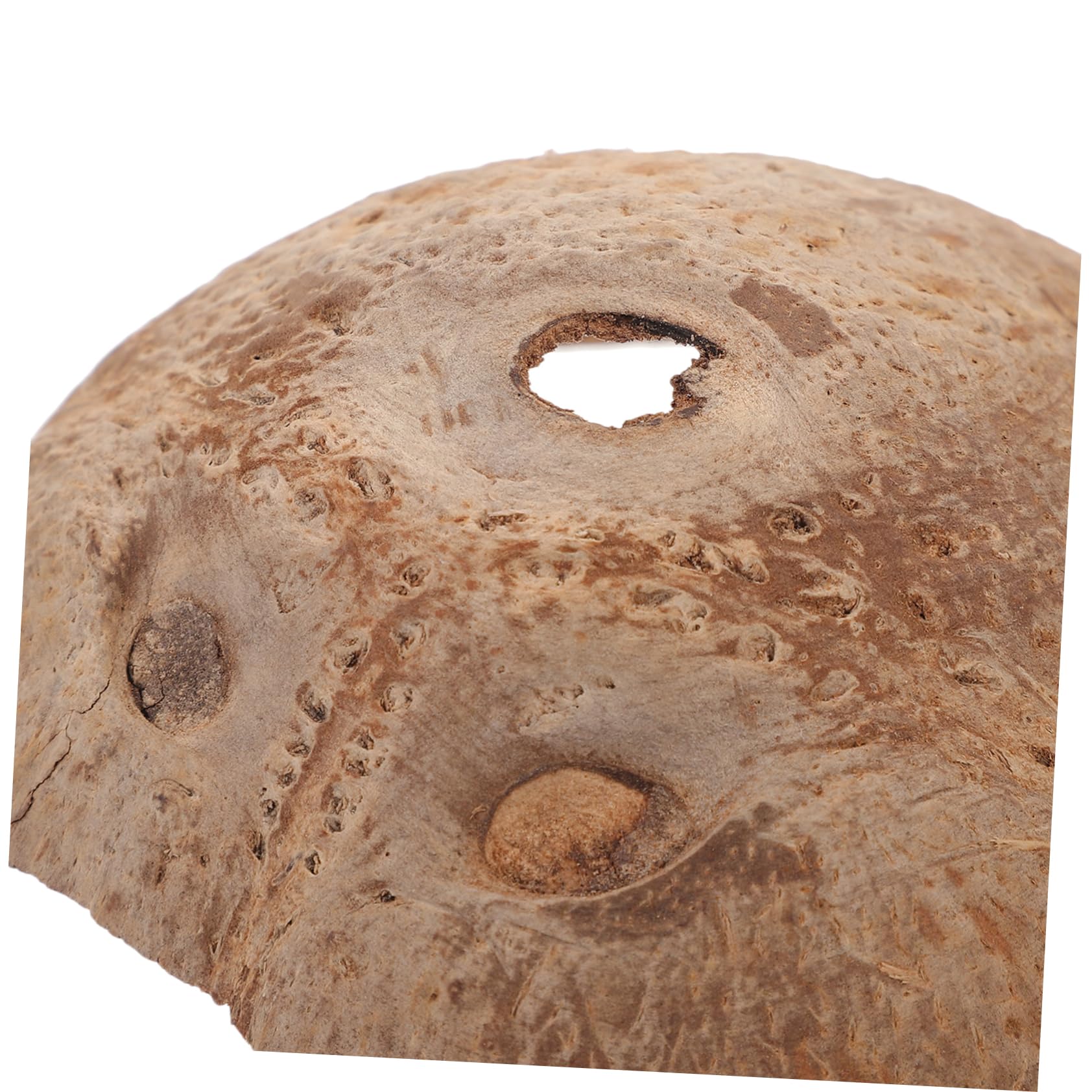minkissy 15 Reptiles escondidos de Cuevas, decoración Decorativa de terrario, escondite de Reptiles, escondite de Reptiles, escondite de Lagarto, pequeños recipientes de Vidrio de Concha de, Caja