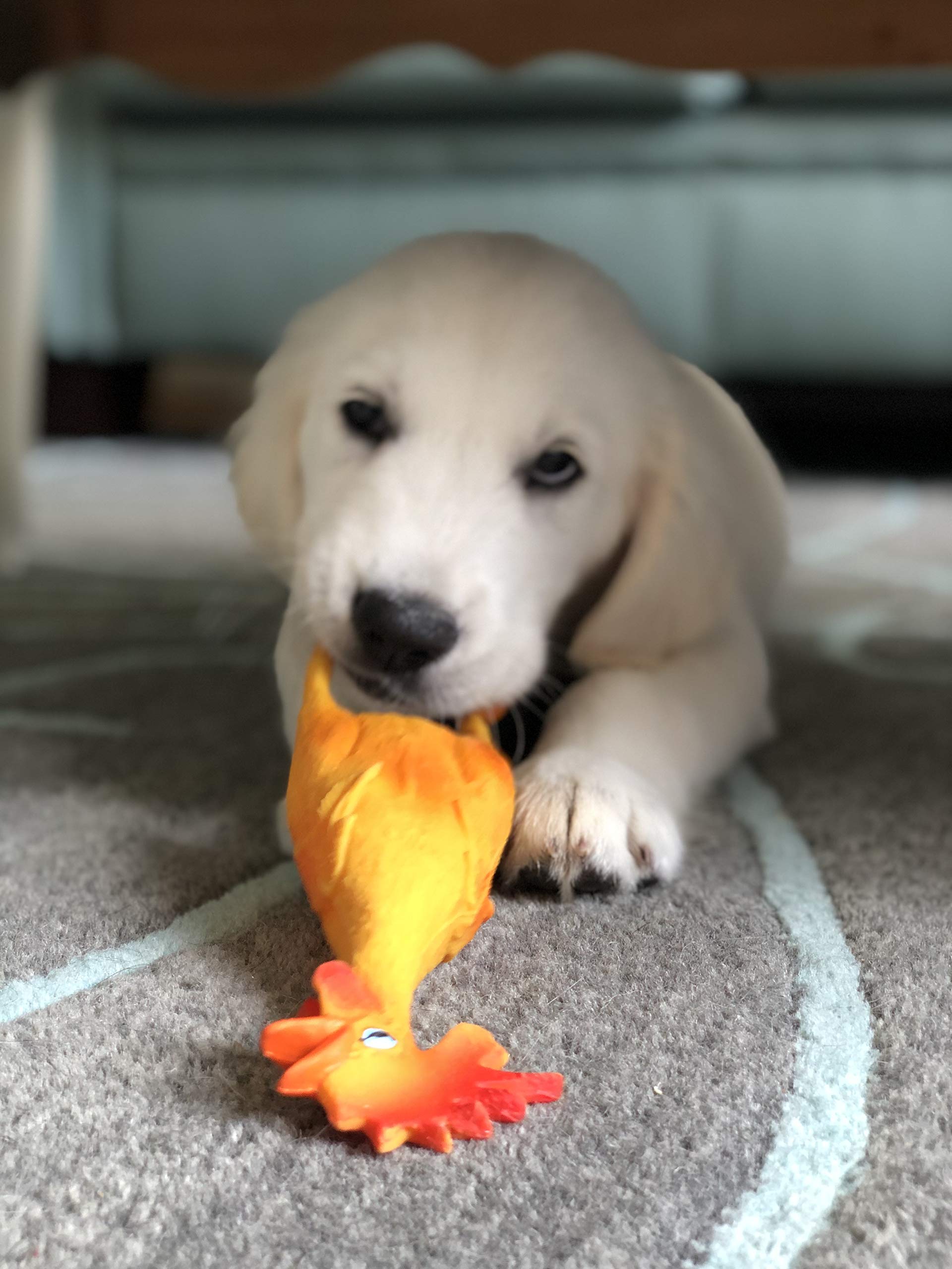 Small Rubber Chicken Dog Toys Puppy Toys Natural Rubber (Latex