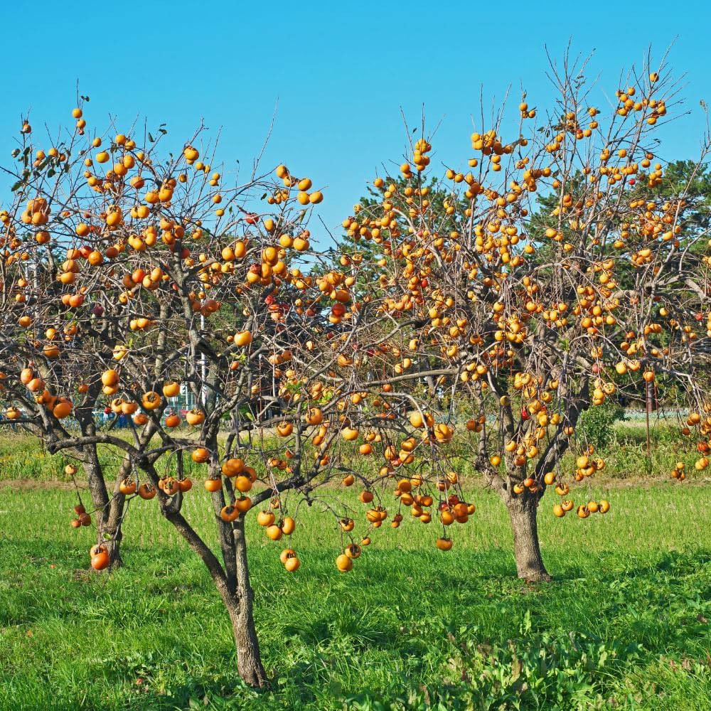 Pack 4 American Persimmon Trees Live Dormant, Cold Hardy Native Fruit Trees Indoor Outdoor Home Garden, 12-18 Inch Tall