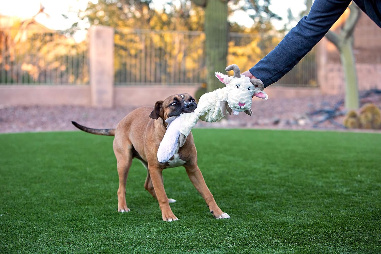 Jolly Pet Fat Tail Large Platypus