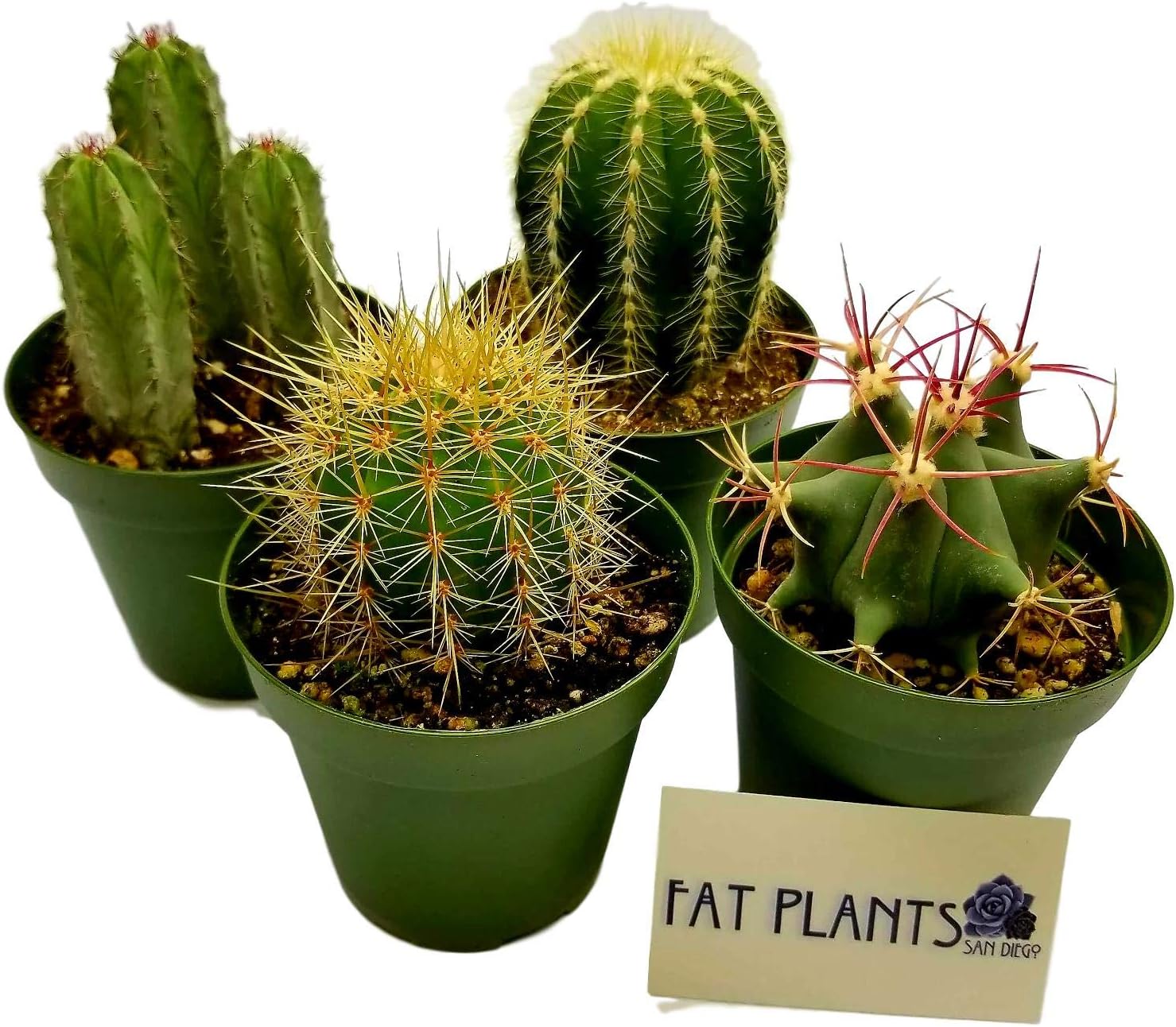 Fat Plants San Diego Large Cactus Plant(s) (4)
