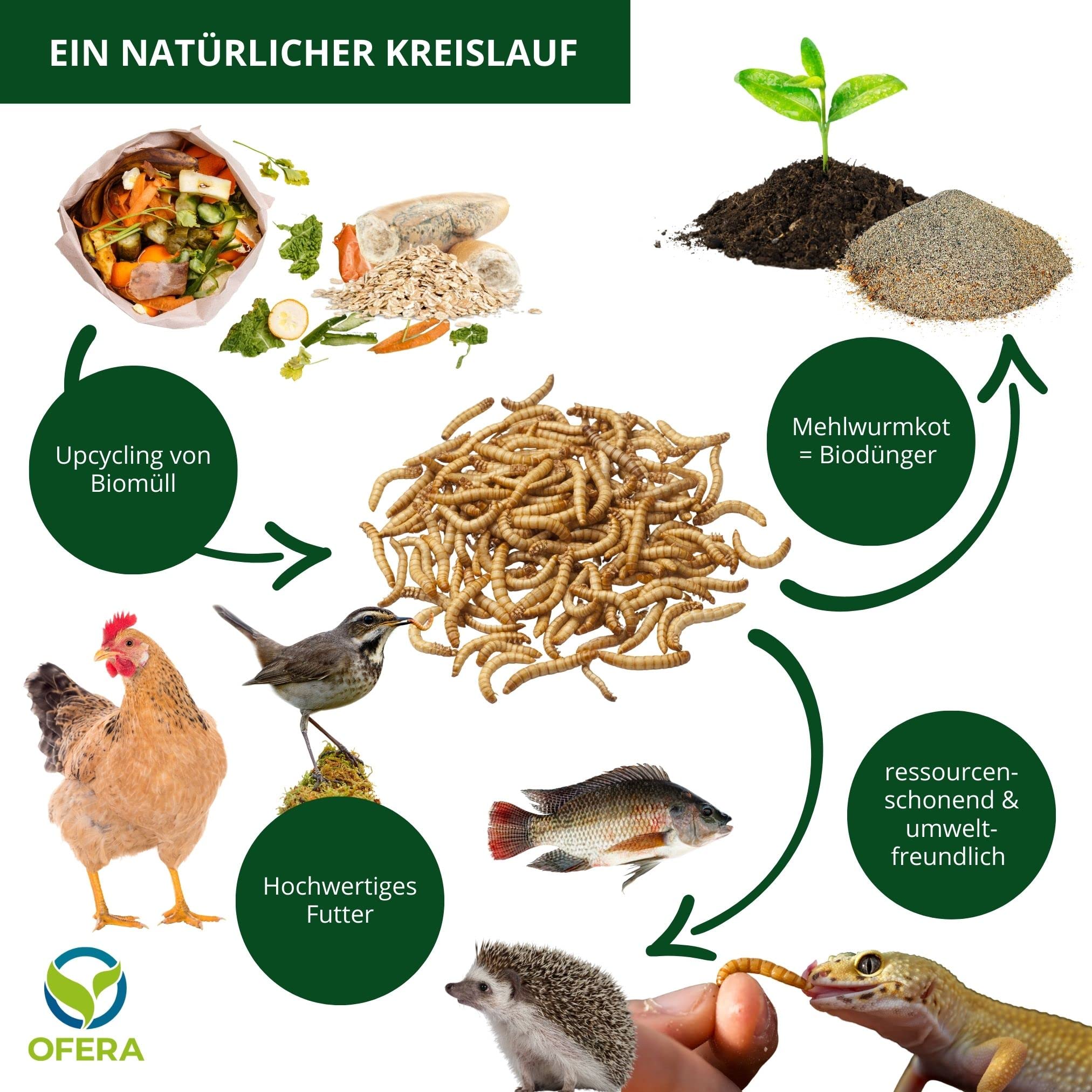 OFERA Mehlwurm Farm Zucht [Set] für Mehlwürmer Insekten als Hühnerfutter Vogelfutter Wildvögel ganzjährig Fischfutter Wurmkiste Komposter Mehlwürmer lebend Futter Hühner Zubehör Kompost Dünger Bio