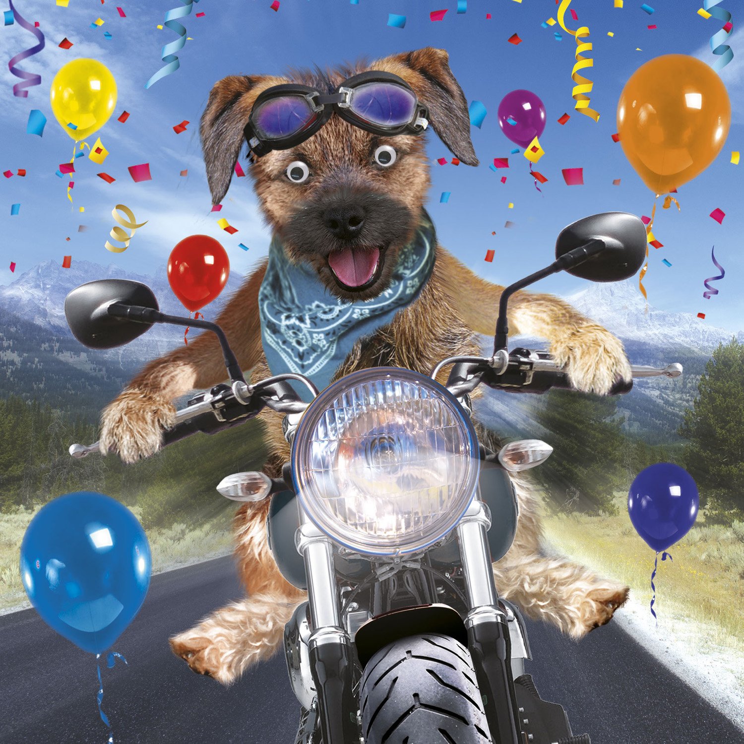 Happy Birthday Dog On Motorcycle Buy Georgie Lou's Border Terrier On Motorbike Birthday Card 3D Goggly  Moving Eyes - Rockin' Birthday Online At Desertcart India