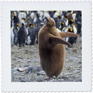 25x25 inch Quilt Square - King Penguin Rookery in St. Andrews Bay. Chick in Brown Plumage. Animals
