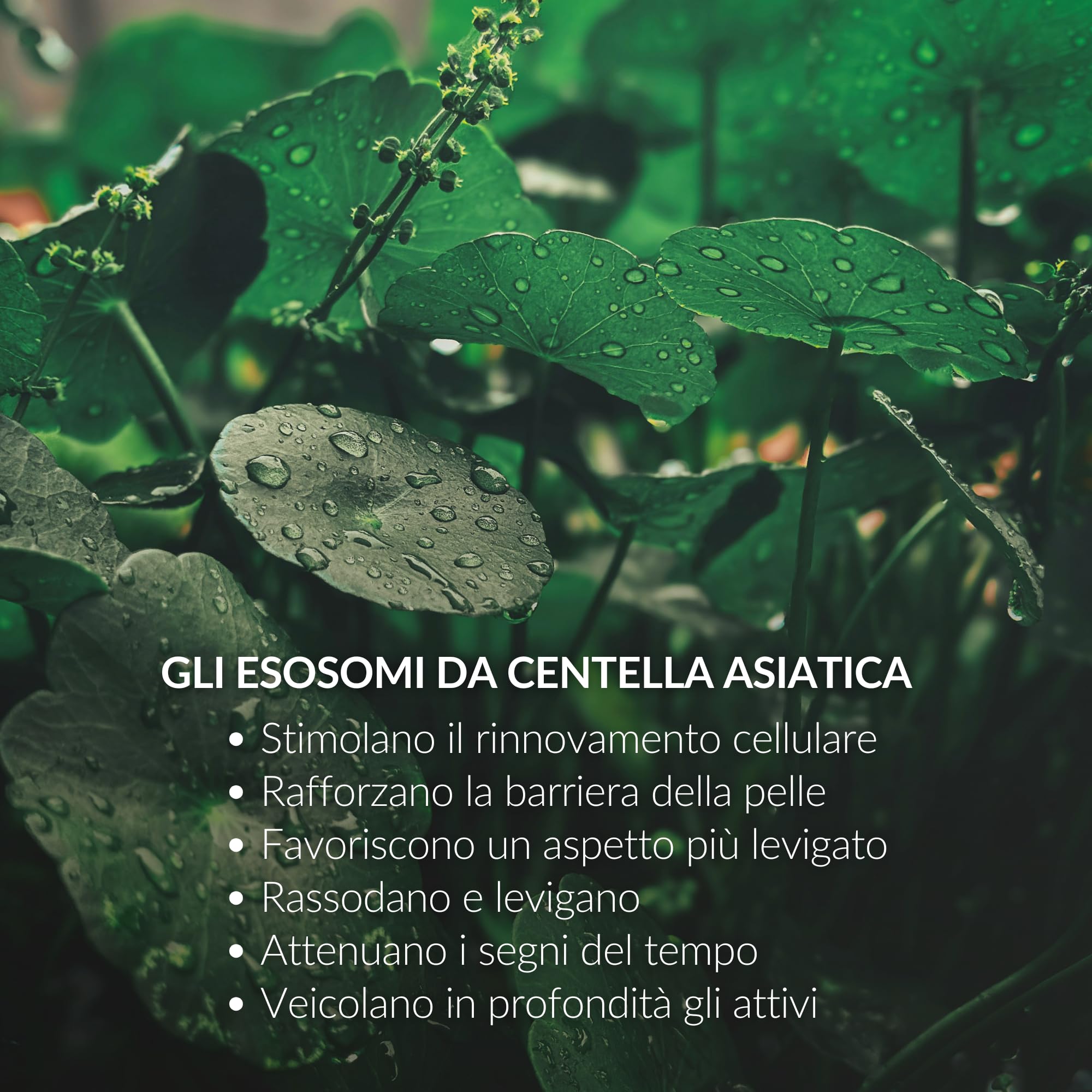 Owlystic Rituale Exosome Aura con Esosomi da Centella Asiatica, Siero + Contorno Occhi e Labbra + Crema, Trattamento Pro-Age Rigenerante, Acido Ialuronico, Tutti i Tipi di Pelle