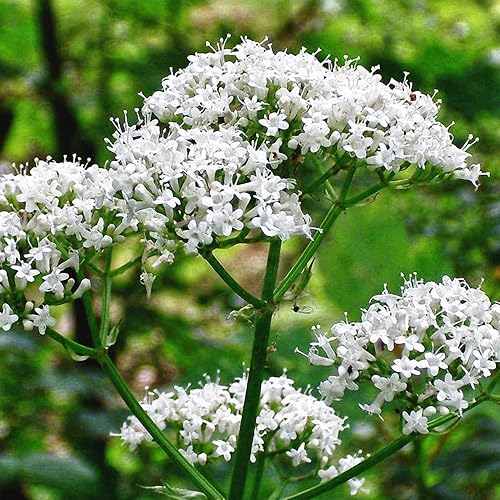 Semillas de valeriana (Valeriana officinalis) Más de 30 semillas de hierbas medicinales raras en cápsulas de semillas congeladas para The Gardener &