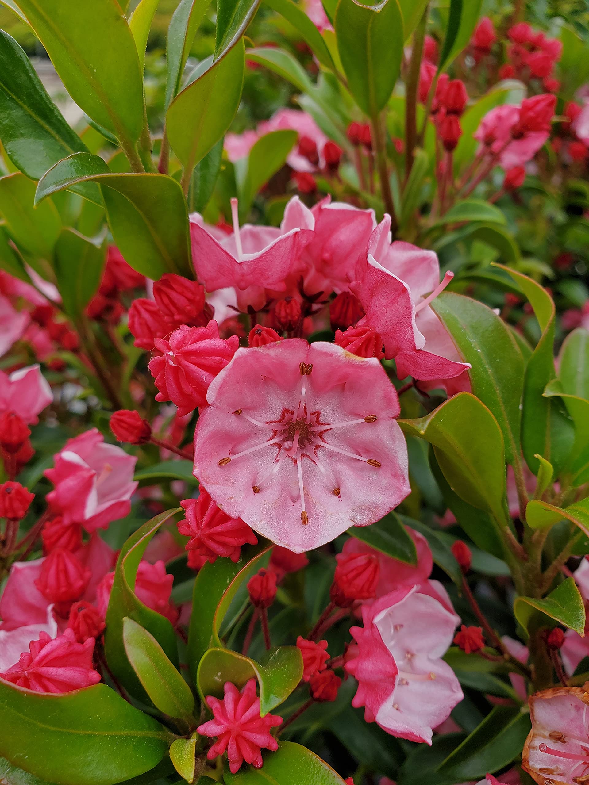Amazon.com : Live plant from Green Promise Farms Kalmia LAT. 'Little Linda'  (Mountain Laurel) Evergreen, 3-Size Container, White Flowers Ages to Pink :  Patio, Lawn & Garden