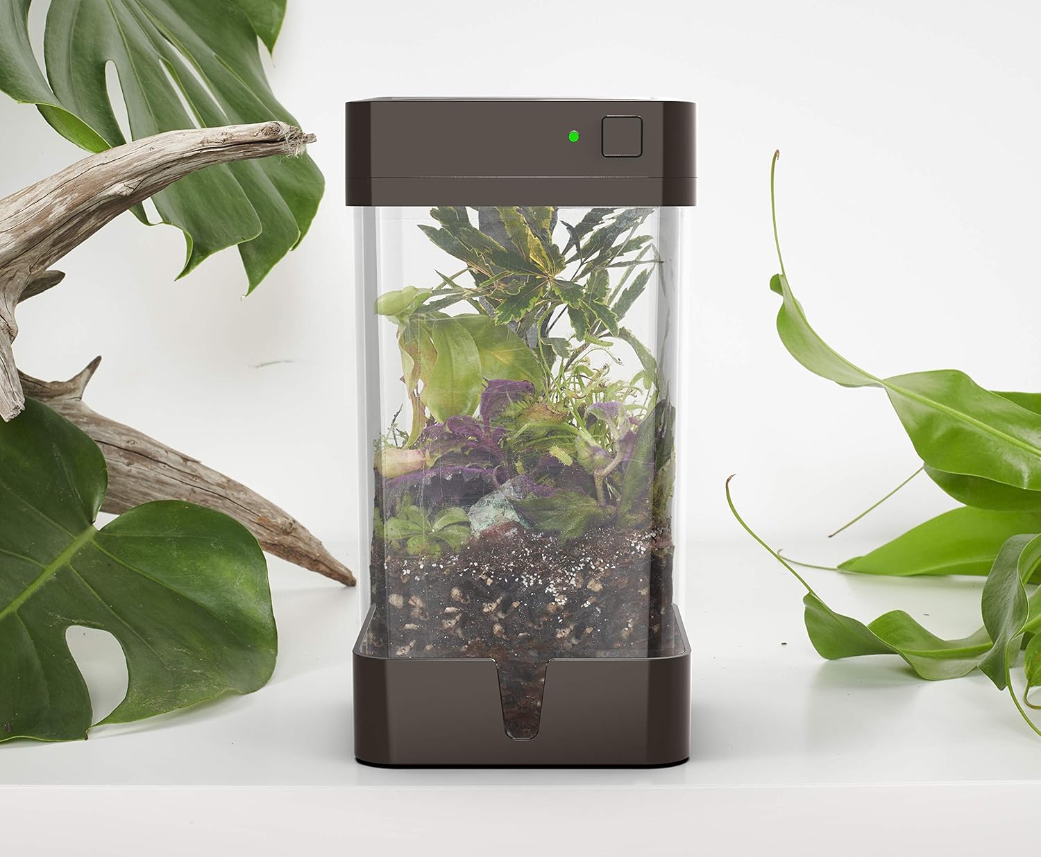 OrchidBox Mini (White) Smart LED Terrarium Orchid Box for Moss Gardens, sedums, and Carnivorous Plants