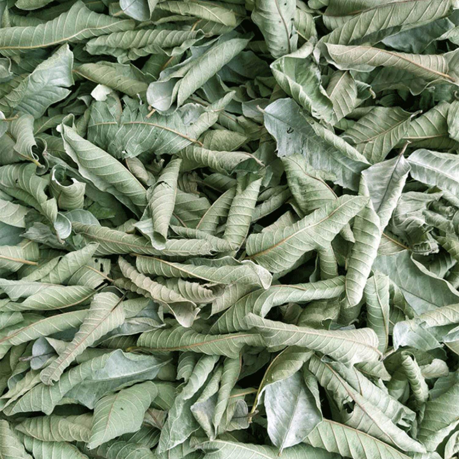 Whole Guava Leaves Tea, Guava Herbal Loose Leaf Tea, 2.0 ounces, 100% Nature (Pack of 2)