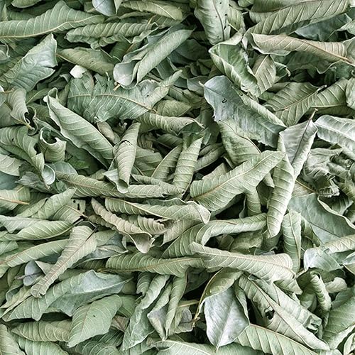 Miniatura 3 de Té de hojas enteras de guayaba, té de hojas sueltas de hierbas de guayaba, 2.0 onzas, 100% natural