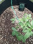 Review Image by I have used this product and it works for every plant I have to grow 10/10 recommend I have used this product and it works for every plant I have to grow 10/10 recommend