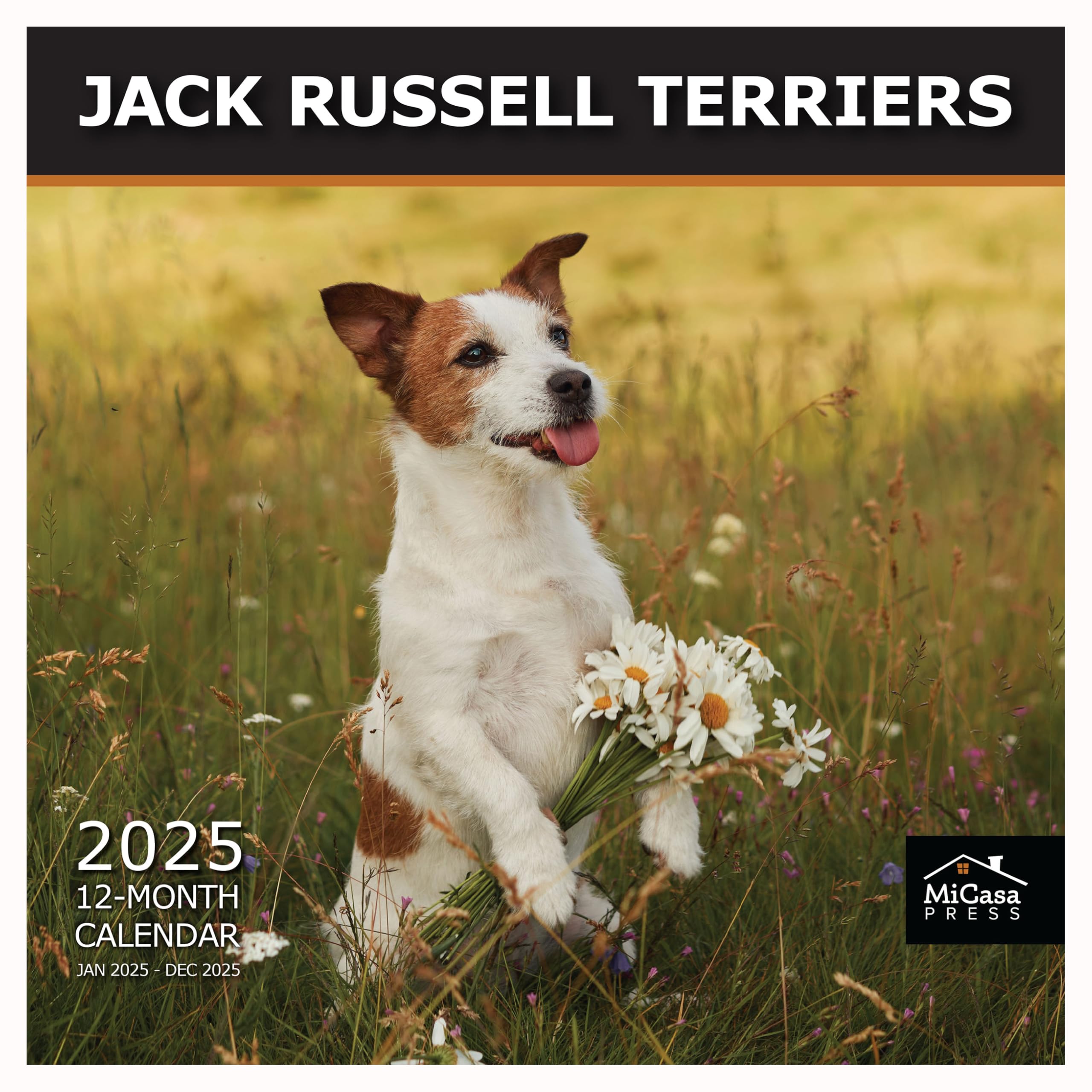 MICASA PRESS - Jack Russell Terriers 2025 Wall Calendar 12 Month | 12" x 24" Open | Thick &amp; Sturdy Paper | Giftable | Dog Calendar 2025