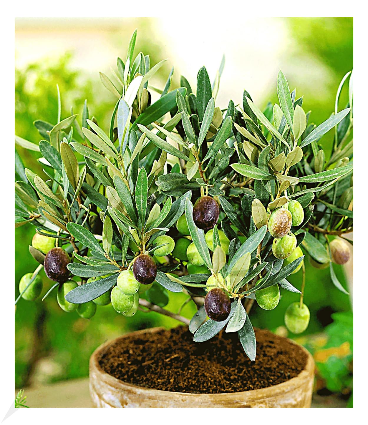 großen olivenbaum umtopfen Olivenbaum Olea Europaea XL – vielgrün main image 1