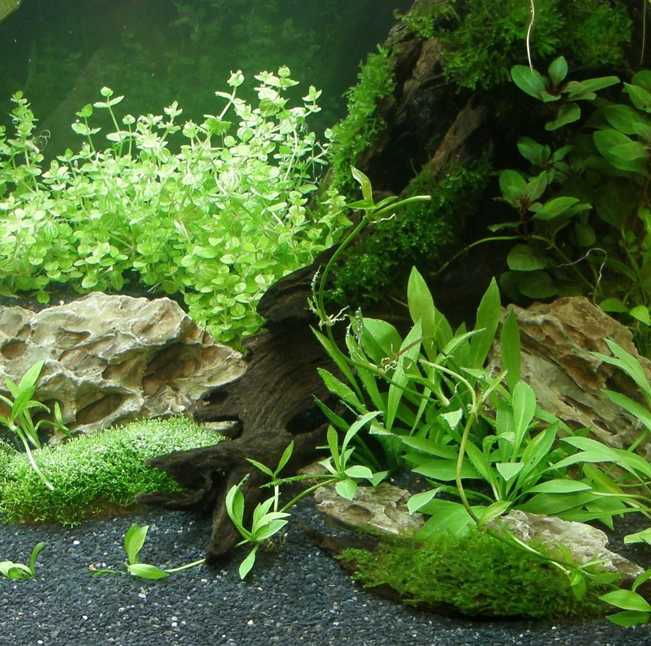 Mühlan - Wasserpflanzensortiment für Liebhaber von Salmlern, asiatisch, schnellwachsende Aquariumpflanzen inkl. Wasserpflanzendünger