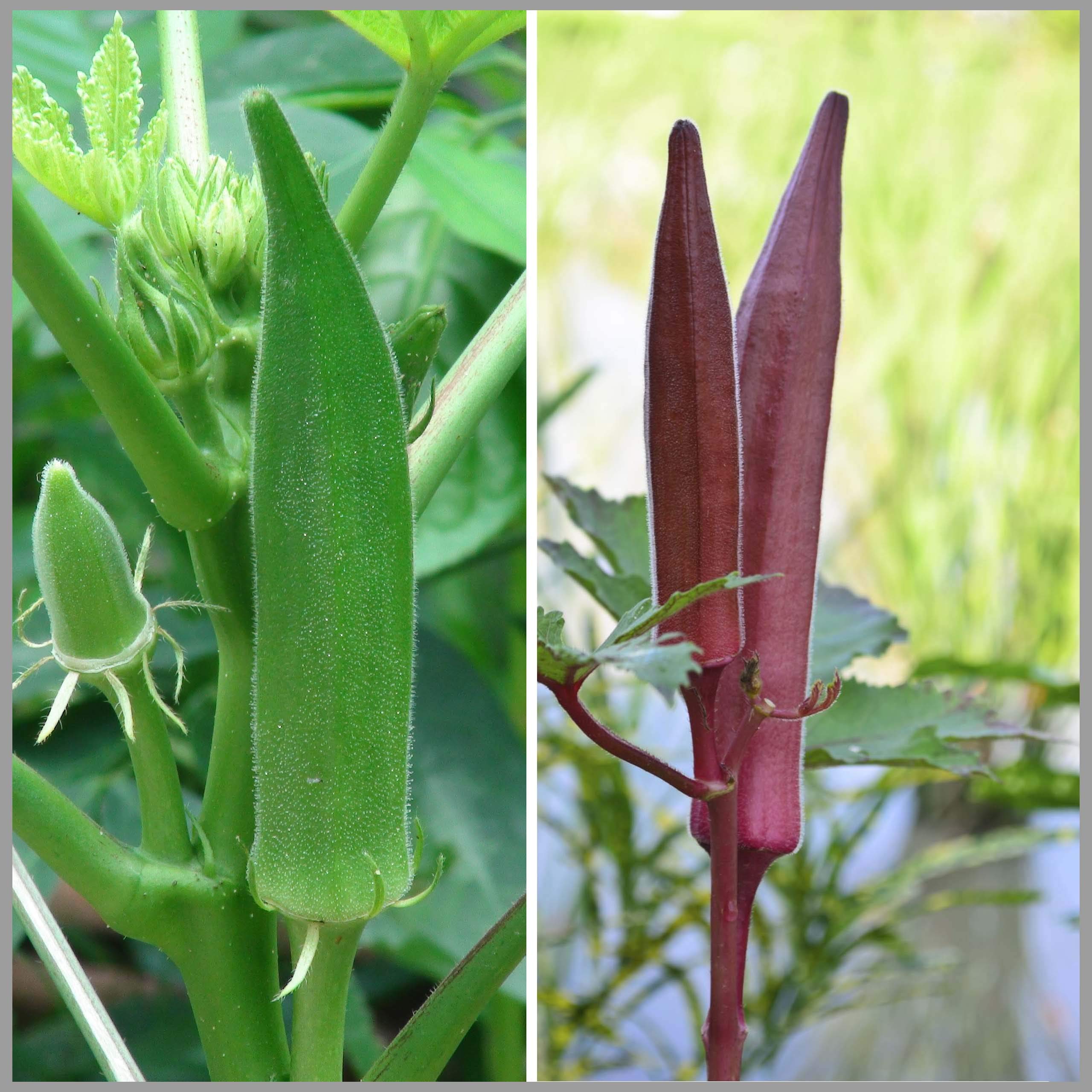 Bhendi Green & Red Combo (Lady Finger/Okra) Traditional Seeds (Each 20+ Seeds) - GardenHunt (B08886KVW1) Amazon Price History, Amazon Price Tracker