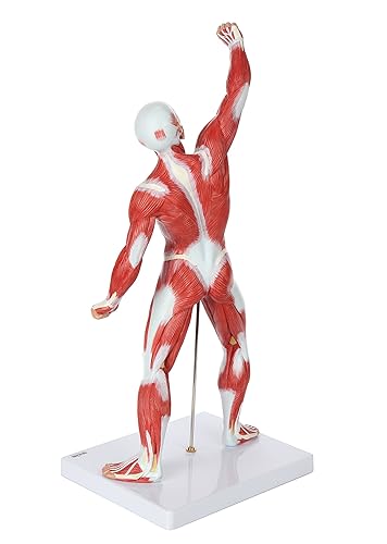 Miniatura 7 de Axis Scientific Mini modelo de sistema muscular de 20 pulgadas, modelo de anatomía muscular humana, modelos de anatomía músculos del cuerpo humano