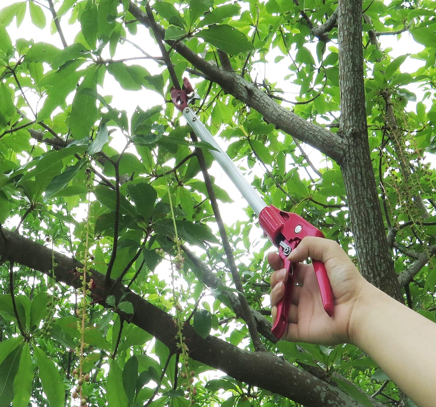 2FT Long Reach Pruner and Fruit Picker with Cut & Hold Feature, Lightweight 0.7lb Aluminum Pole with 90° Rotating Head, High Carbon Steel Sharp Blade, Ergonomic Tree Trimmer for High Branches