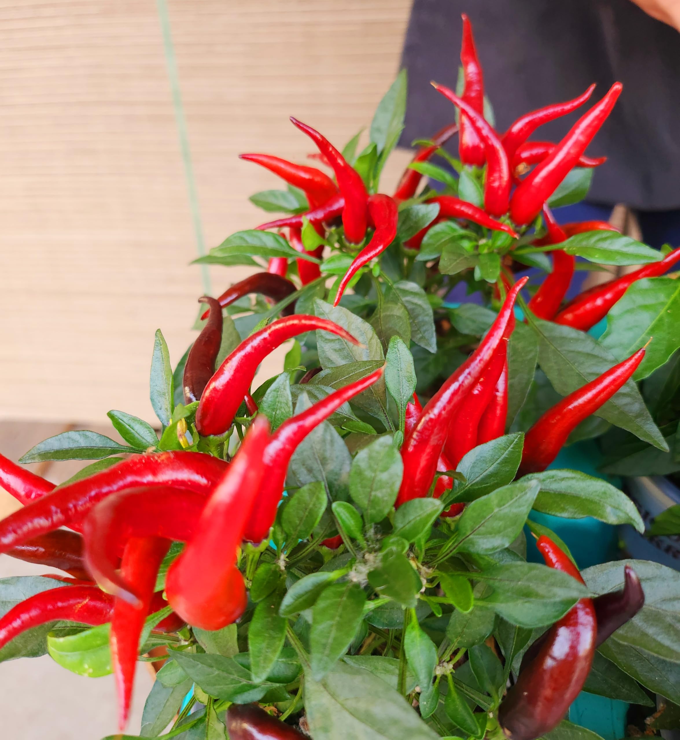 POWERS TO FLOWERS - PEPERONCINO ORNAMENTALE MIX, CAPSICUM, 6 PIANTE, VASO 11cm DIAMETRO, piante vere