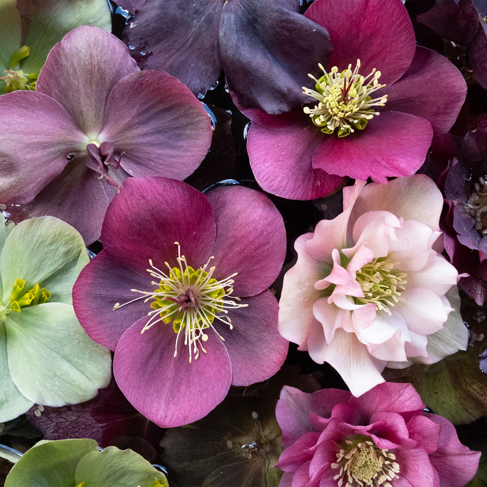 Hayloft Helleborous Orientalis Mix | Hellebore |Hellebore |Fully Hardy Perennial | Shade Loving |5 x 9cm Pot