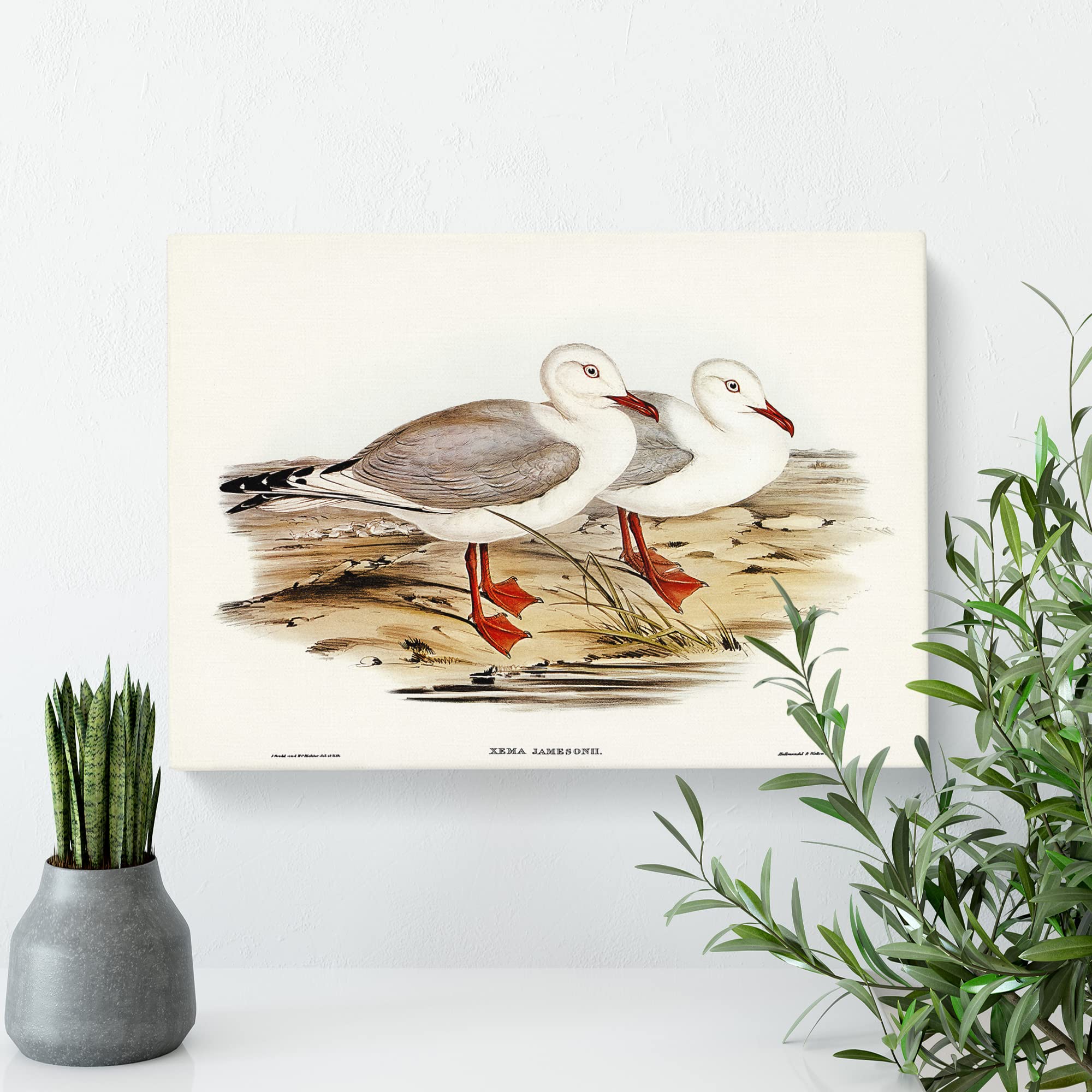 Jameson's Gull By Elizabeth Gould Canvas Print, Mixed, 25L x 50W cm - Image 3