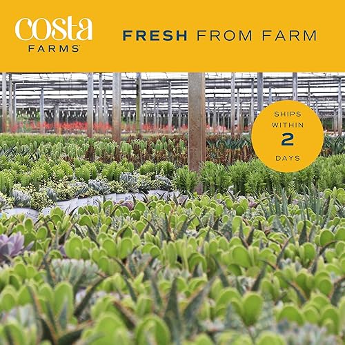 Miniatura 4 de Costa Farms Planta de aloe vera, suculenta viva, planta de interior de fácil cuidado en maceta de cultivo, purificador de aire de habitación, mesa,