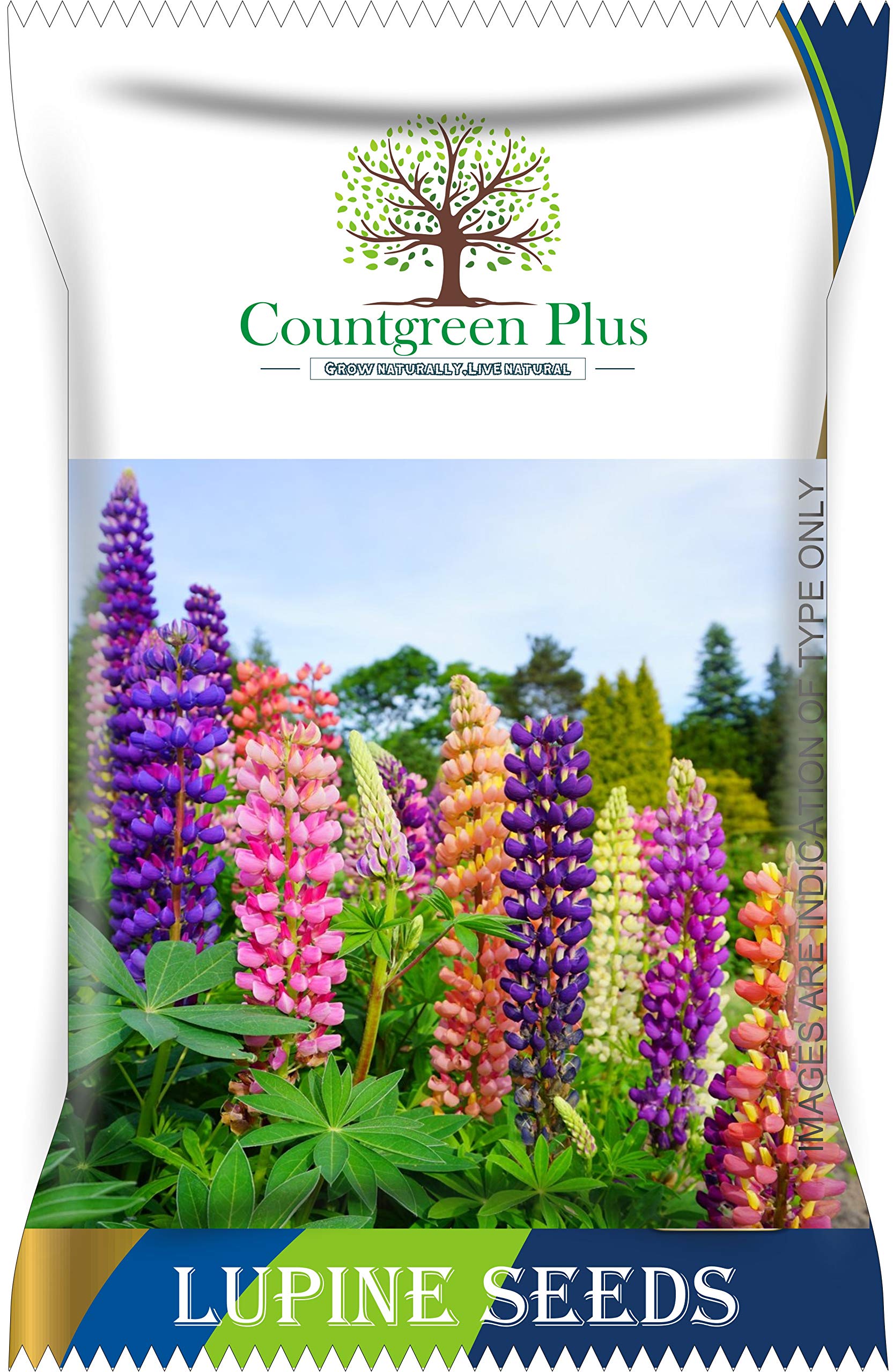 Countgreen Plus Organic Lupine Flower Seeds (Non-Hybrid) - High Germination for Thriving, Fresh Blooms in Home & Terrace Gardens (50 Seeds Pack) (B08ZY4YM93) Amazon Price History, Amazon Price Tracker