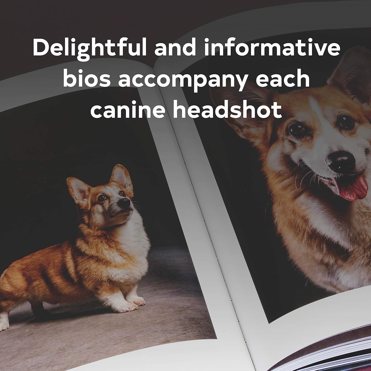 The Year of the Dogs - Image 2