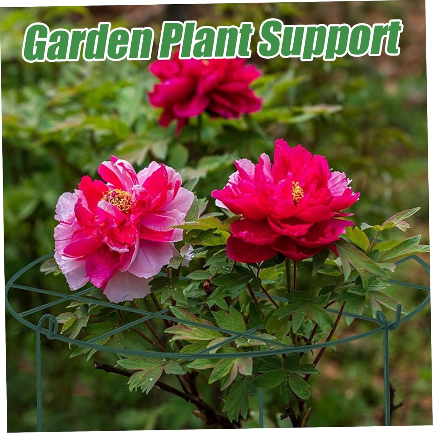 Peony Cages and Supports 6Pcs Peony Support 12x18'' Grow Through Plant Supports with 3 Legs Tomato Cages Flowers Support Rings Hoops for Rose, Tomato, Orchids, Décoration de Jardin