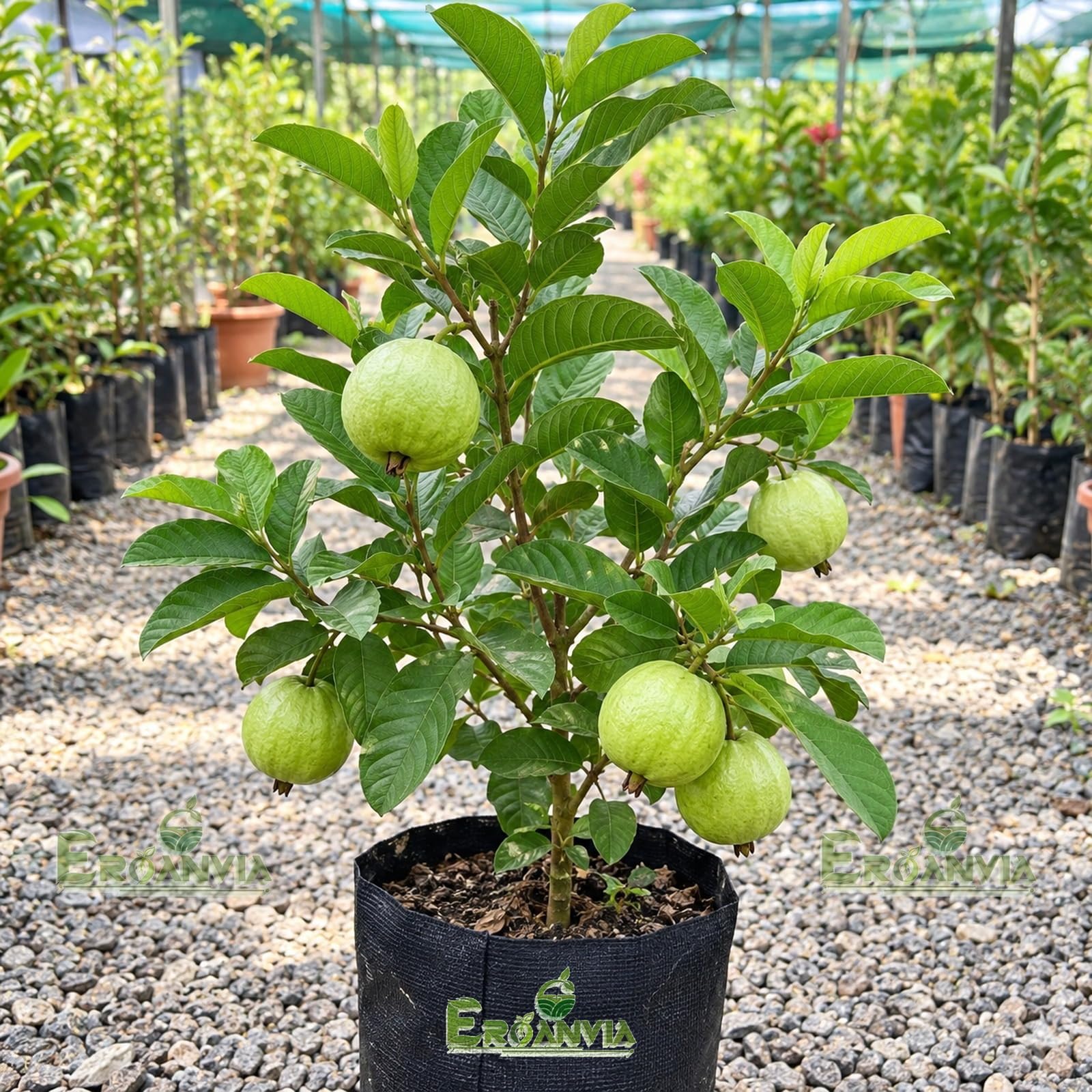 All Time Egg Fruit Plant - Live Grafted Tree -18
