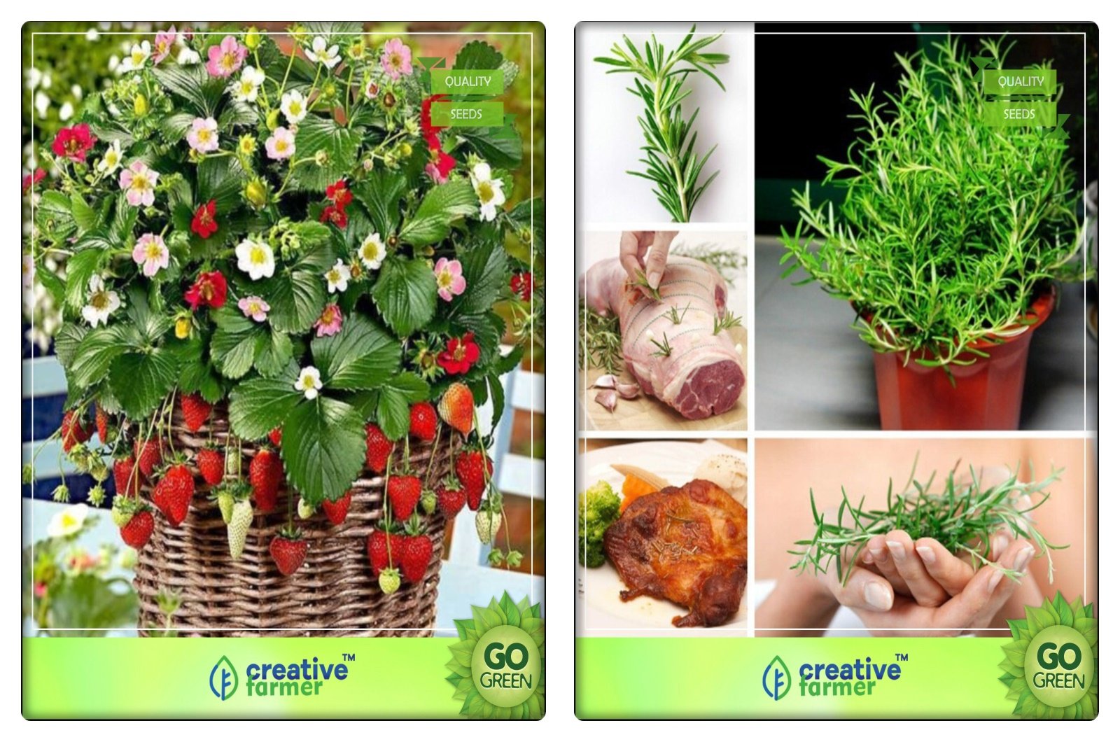 See full amazon price history chart for Creative Farmer Herb Seeds Combo Packs Alpine Strawberry, Rosemary Herb Seeds Combo Pack Creative Farmer Herb Seeds Combo Packs Alpine Strawberry, Rosemary Herb Seeds Combo Pack (B078V44YRT) Amazon Price History, Amazon Price Tracker