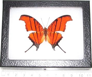 BicBugs Marpesia petreus Real Framed Butterfly RED Orange DAGGERWING Peru