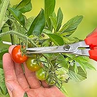 Vista 6 de CHIKAMASA TP-530S Tijeras de jardinería profesionales para cosechar verduras, frutas, recortar plantas y excelentes para adelgazar tallos pequeños