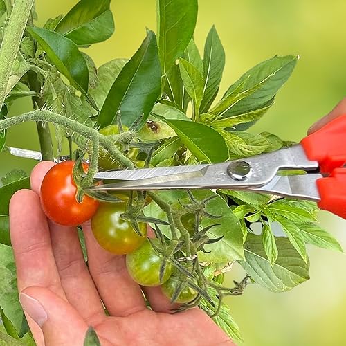 Miniatura 6 de CHIKAMASA TP-530S Tijeras de jardinería profesionales para cosechar verduras, frutas, recortar plantas y excelentes para adelgazar tallos pequeños