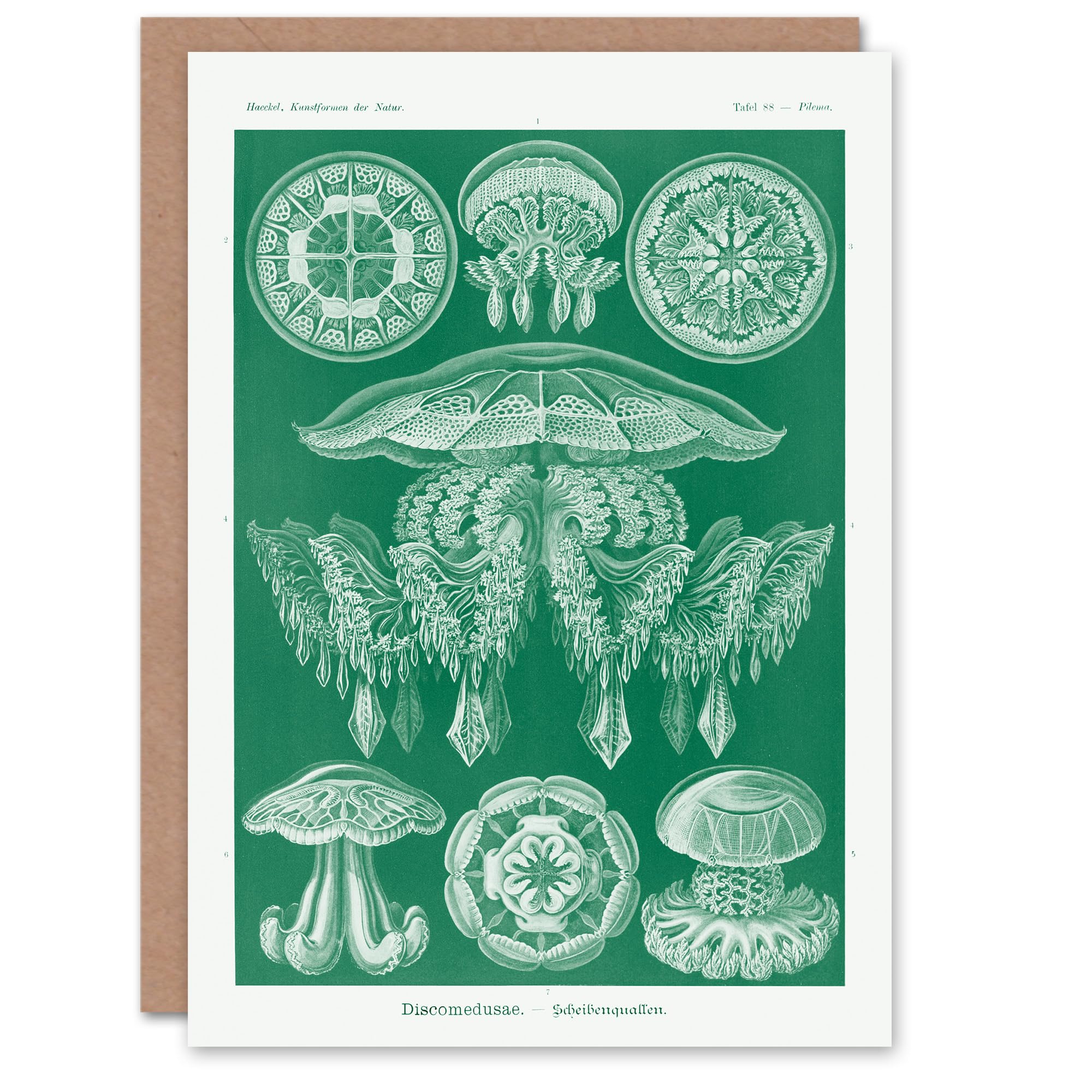 Artery8 Ernst Haeckel Art Card Discomedusae Jellyfish Species