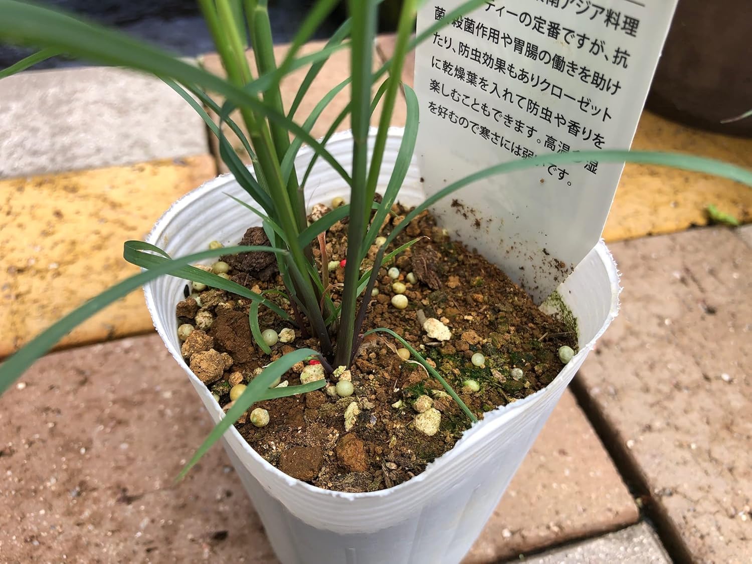 人気の贈り物が大集合 レモングラス3号 2個セット 虫除け リラクゼーション リフレッシュ ハーブ 植物 おまかせ 園芸 ガーデニング 寄せ植え 鉢花 鉢植え 苗 香り 誕生日 記念日 プレゼント 贈り物 2 Almeghar Com 人気の贈り物が大集合 レモングラス3号 2個セット 虫除け リラクゼーション リフレッシュ ハーブ 植物 おまかせ 園芸 ガーデニング 寄せ植え 鉢花 鉢植え 苗 香り 誕生日 記念日 プレゼント 贈り物 2 Almeghar Com