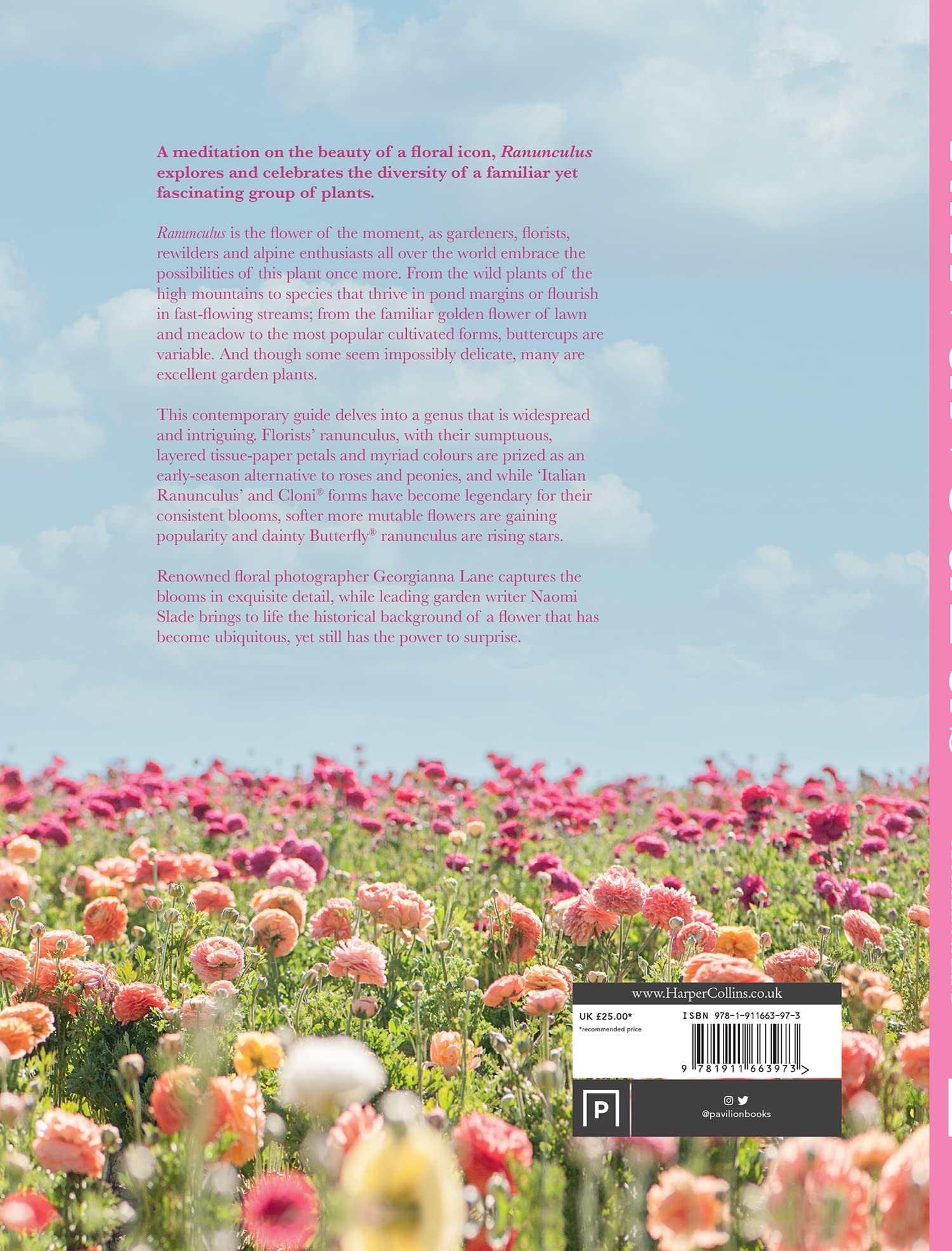Ranunculus: The ultimate flower guide for growing, flowering and cutting varieties for the home and gardening