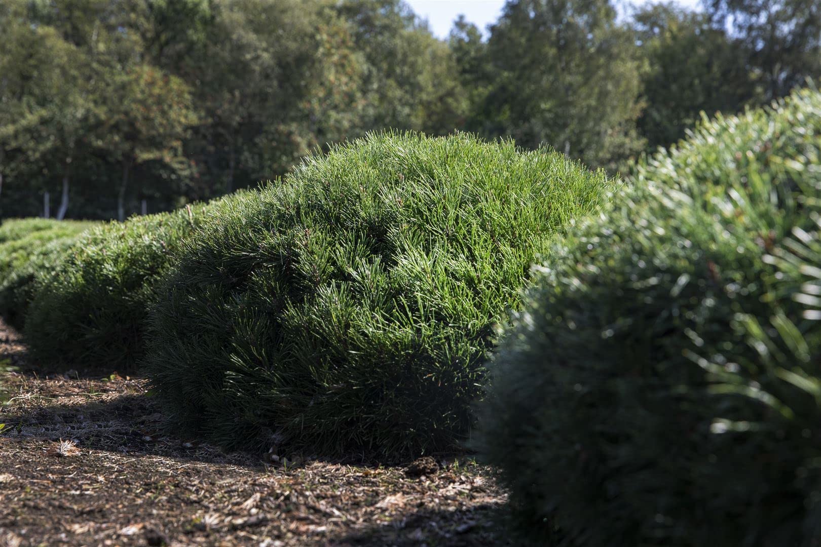 Pinus mugo 'Pumilio' 30–40 cm – Immergrün, Winterhart, Pflegeleicht – Zwerg-Kiefer – Nadelgehölz für Steingarten & Kübel