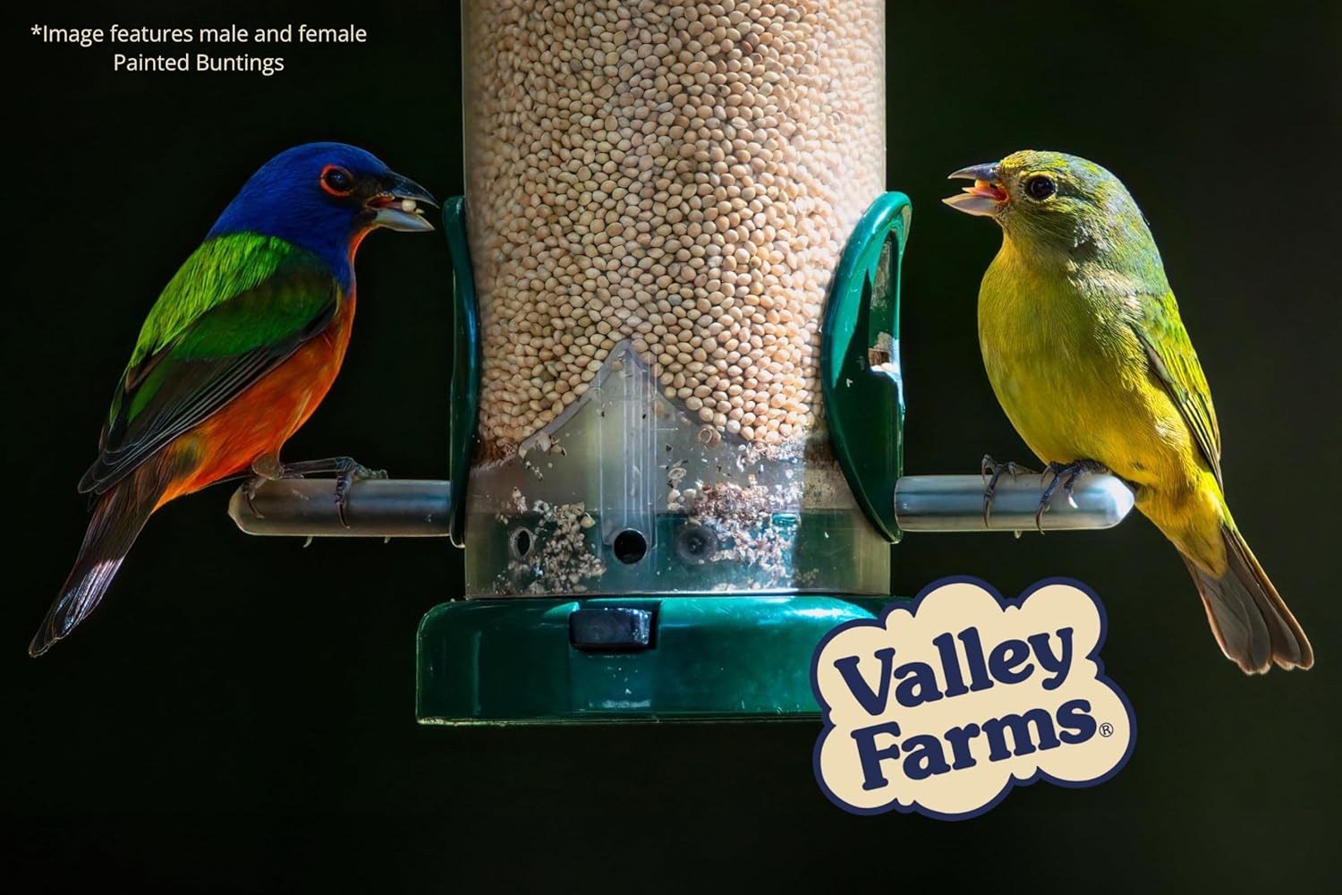 Valley Farms White Millet Wild Bird Seed (20 LB) for Outside feeders, White proso Millet, Bird Watcher Secret Wild Bird Food