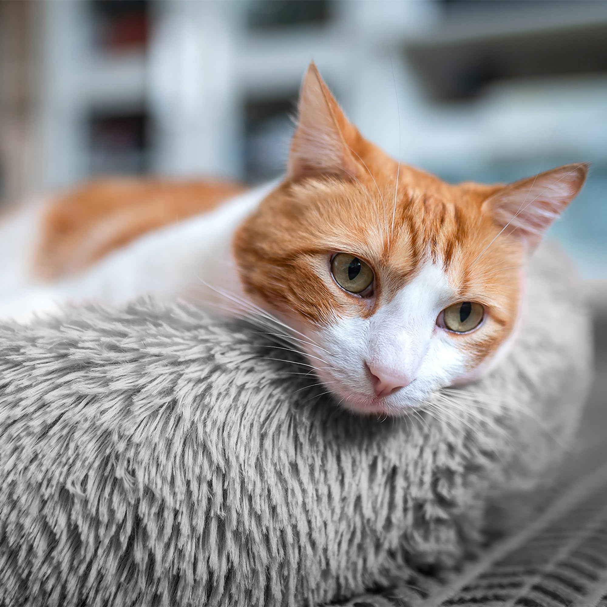 Amazinggirl Katzenbett flauschig Katzenkissen ∅ 60 cm - Katzen Bett Kuschelkissen Katzenkorb zum Schlafen und Kuscheln Cat Bed Katzenkörbchen Bettchen und Schlafplatz für Katze