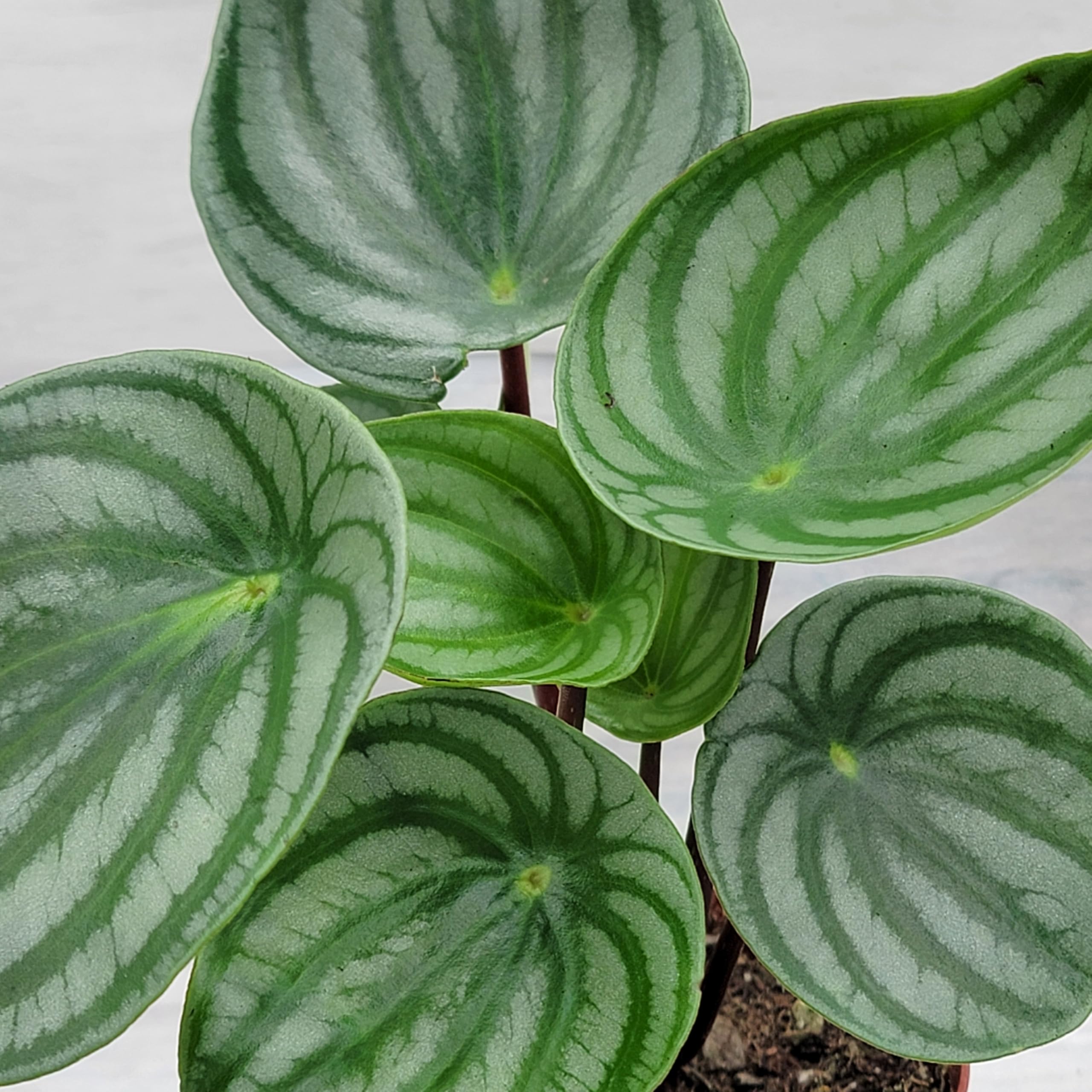 Peperomia argyreia variegated/スイカ ペペロニア⑥ Peperomia 'Watermelon Variegated' - Mountain Crest Gardens