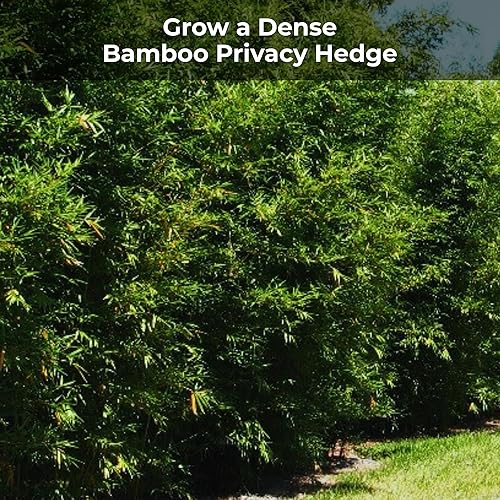 Miniatura 2 de Bamboo Special 12 Meses Control Release 13-5-11 Fertilizante con alto contenido de nitrógeno - Paquete de 5 libras