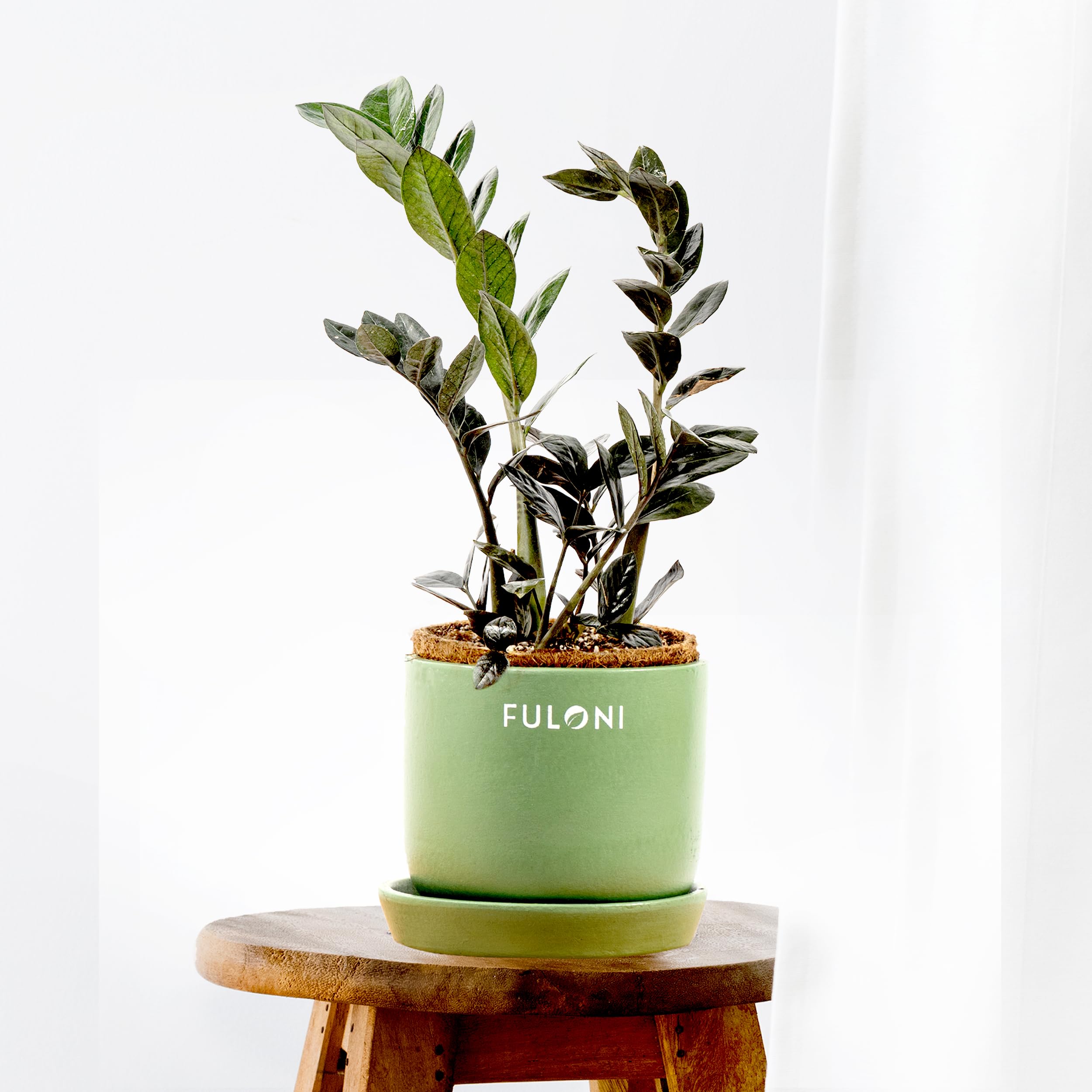 FULONI Black ZZ Plant live in Plantable Pot | Black raven ZZ Plant