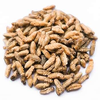 冷凍爬虫類・両生類の餌 まとめて 楽天市場】冷凍コオロギ ML 100g 300g 500g 1kg 送料無料 2cm