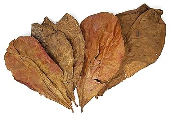 とし　大小様々　無農薬マジックリーフ　天然ももたまな葉　1000　枚 大小様々 無農薬マジックリーフ 天然ももたまな葉 1000 枚 大小様々