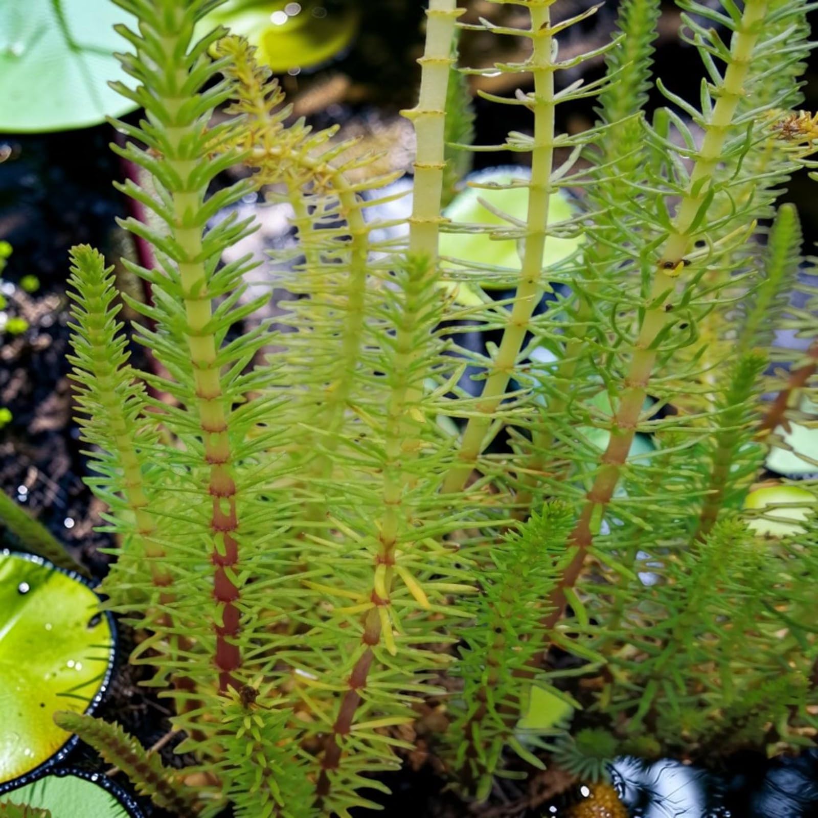 Carbeth Plants Hippuris Vulgaris Mare’s Tail in 9cm Pot