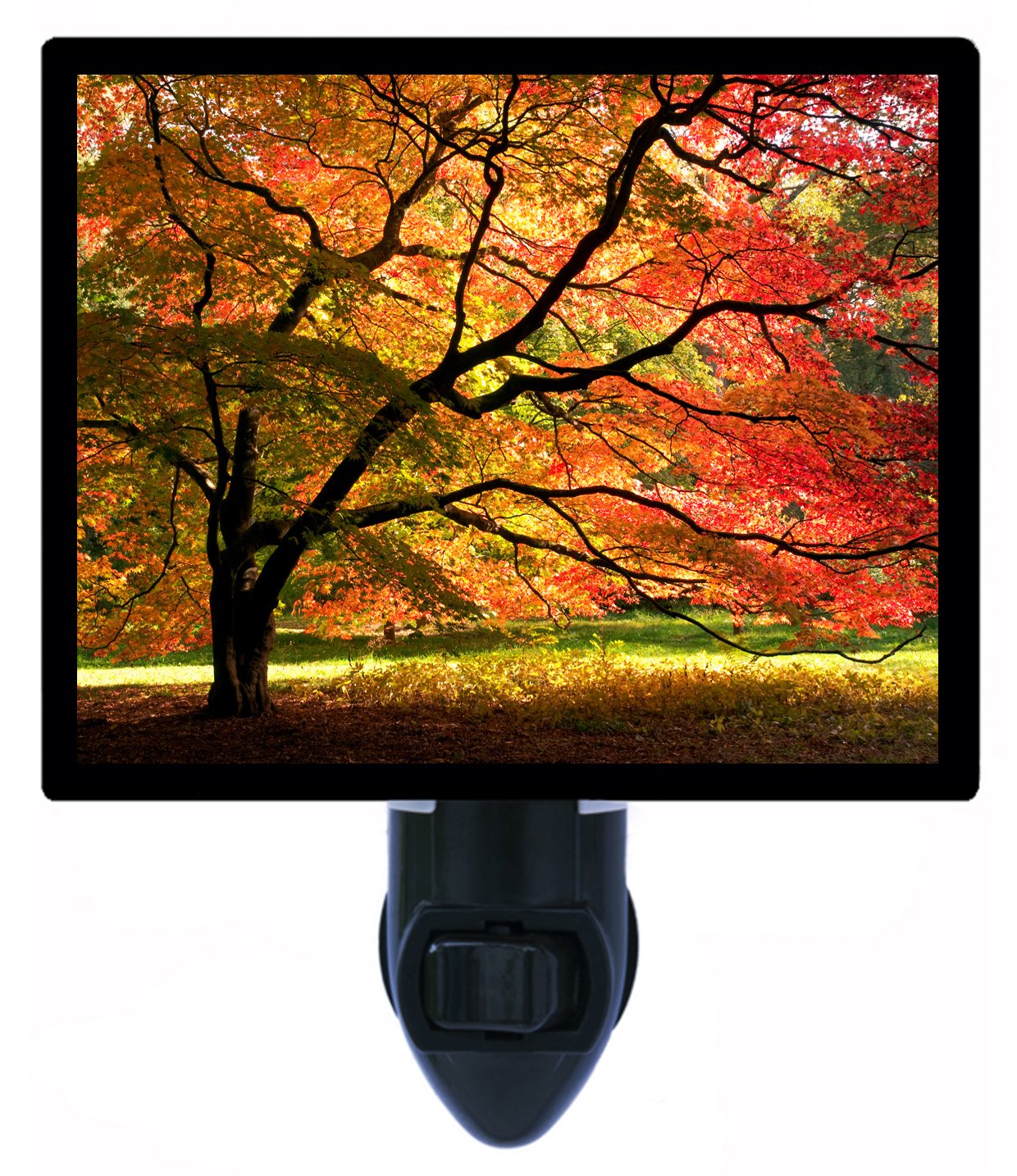Night Light Japanese Maple Trees Landscape Fall and Autumn LED Night Light