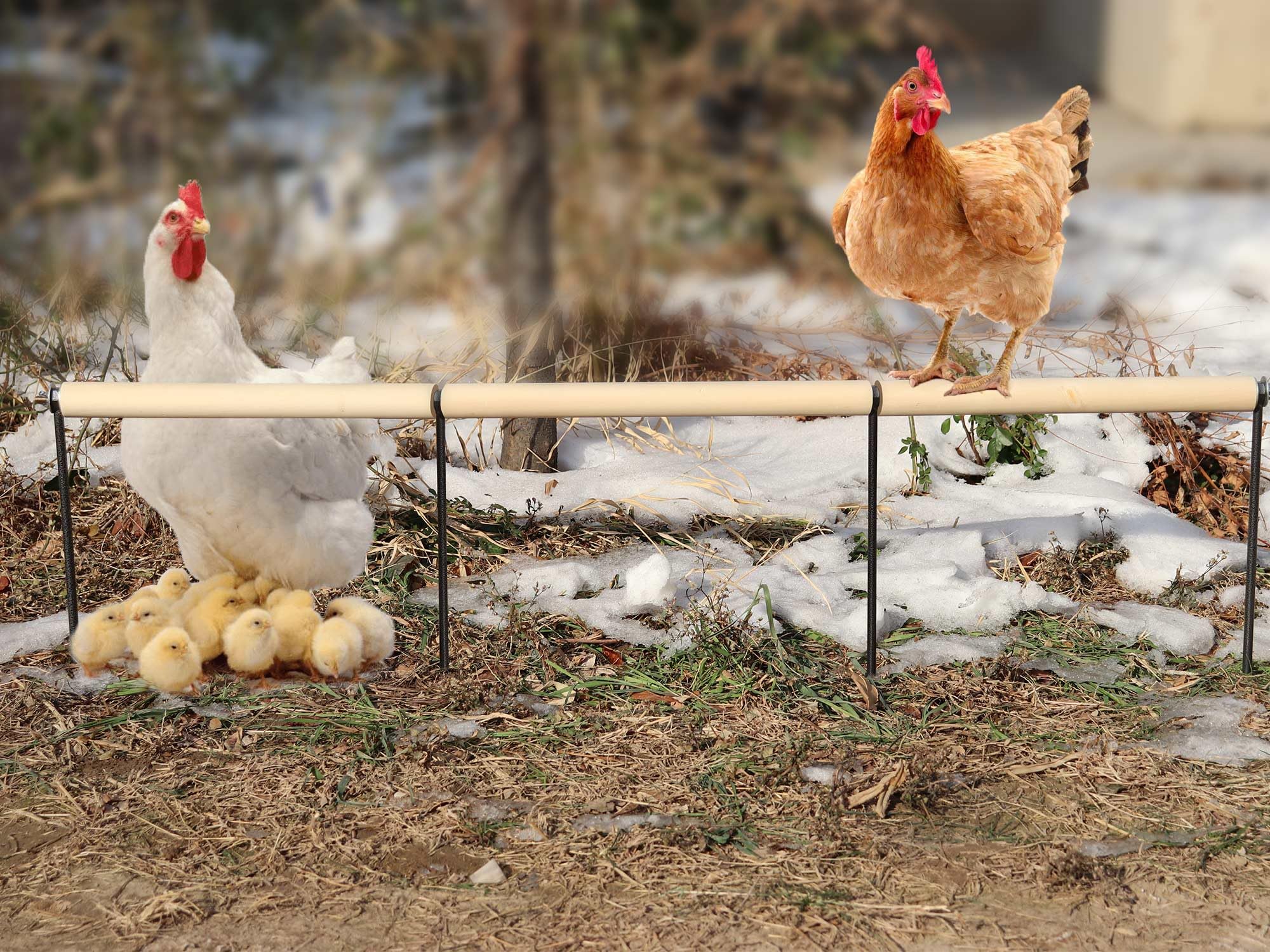 Accesorios de gallinero, percha de madera extra larga con estacas de metal, barras de gallinas en el core, juguetes de enriquecimiento de pollo