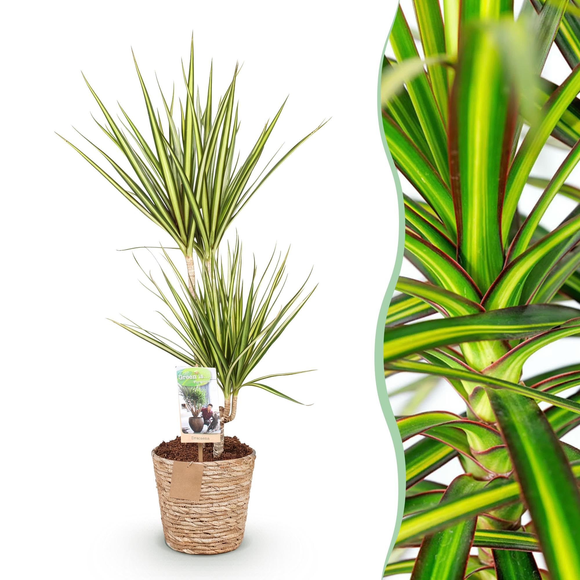 Green boutiQ - Plantes d'intérieur - Dracaena Sunray - Dragonnier - Peu d'entretien - avec panier - Vert - jaune - 1 Plante - Pot 17cm - Hauteur 70-75cm